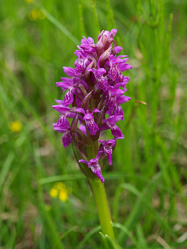 Chiedo ancora aiutooooo (Dactylorhiza incarnata/lapponica?)